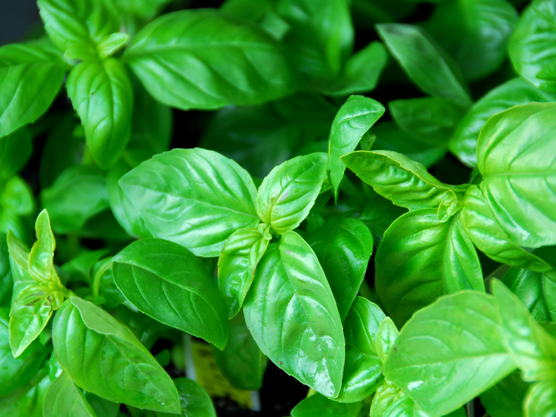 Especiarias, condimentos e ervas aromáticas italianas: tipos e utilizações culinárias
